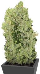 Купить семена каннабиса Arjan's Haze #3 мини