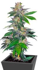 Auto Northern Hog fem (TH Seeds)