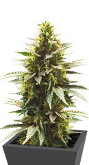 Gelato #33 Fast fem (Advanced Seeds)