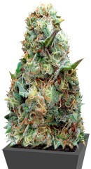 Grand Heft Auto fem (Dr. Krippling Seeds)