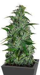 Master kush regular (Dutch Passion)