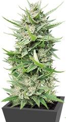 Serious 6 regular (Serious Seeds)