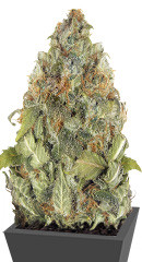 Vision Critical Auto Fem (Vision Seeds)
