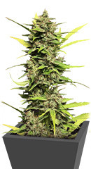 Auto Skywalker Haze fem (Dutch Passion)