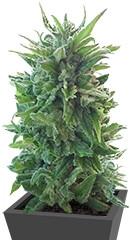 Blue Cheese Auto fem (Barney's Farm) семена конопли