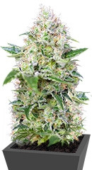 Crystal Candy fem (Sweet Seeds) семена конопли