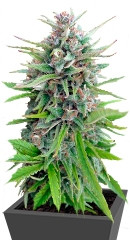 Exodus Cheese fem (Green House Seeds) семена конопли