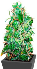 Fruity Chronic Juice fem (Delicious Seeds)