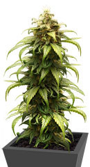 Skunk Amsterdam fem (Amsterdam Seeds)