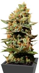 The Edge fem (Dutch Passion)