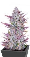 Wedding Glue Auto fem (FastBuds)