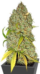 White Widow x Big Bud fem (Female Seeds)