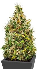 Royal AK Automatic fem (RQS)