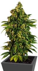 Auto MASS fem (Grass-O-Matic)