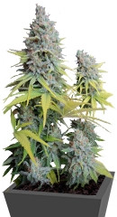 Big Foot fem (Sweet Seeds)
