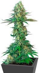 Original Bubblegum fem (TH Seeds)