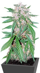 C4 auto fem семена конопли