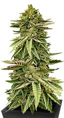 Humboldt Pound Cake fem (Humboldt Seed Company) семена конопли