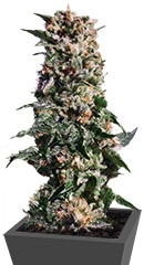 La Blanca fem (Kannabia Seeds)