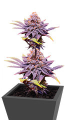 Punch Cookies fem (AlphaFem Seeds)