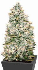 Bay Burger Early Version fem (Delicious Seeds)