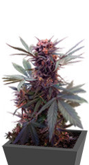 Babushka Black Auto (Kalashnikov Seeds) семена конопли