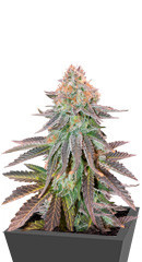 Cookies Purple Punch fem (Medical Seeds)