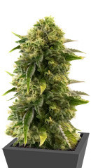 Different Gorilla (Different GG#4) fem (AlphaFem Seeds)