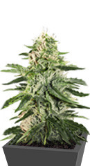 Girl Scout Cookies Auto fem (Original Sensible Seeds)