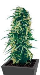 Hawaiian Snow fem (GHS)