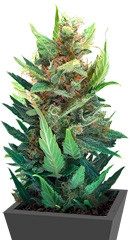 Lowryder #2 auto fem (Joint Doctor)