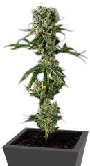 Moby Dick #2 fem (Dinafem Seeds)