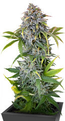 Orange President Auto fem (FastBuds) семена конопли