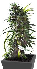 Royal Flush fem (Nirvana Seeds)