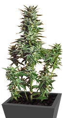 Snow White (Big Bud) fem (Nirvana Seeds)