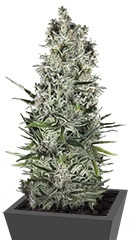 Super Cheese Auto fem (Trikoma Seeds)