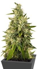 Trainwreck fem (Humboldt Seeds)