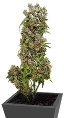 White Spanish fem (VIP seeds)