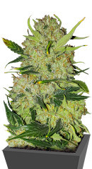 Apollo F1 Auto fem (RQS) семена конопли