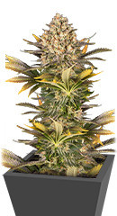 Banana Punch fem (Barney's Farm)