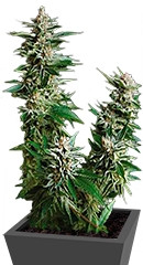 Auto Pyramid fem (Pyramid Seeds)