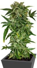 Haze Autoflowering fem (Dinafem Seeds)