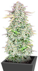 Original Trainwreck Auto fem (FastBuds) семена конопли