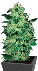 Super Critical fem (GHS)