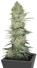 White Widow Automatic fem (Nirvana Seeds) семена конопли