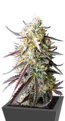 Ice Cream Cake Fast Flowering fem (Humboldt Seed Organization) семена конопли