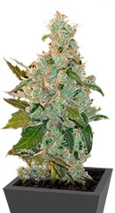 Cheese fem (Green House Seeds) семена конопли