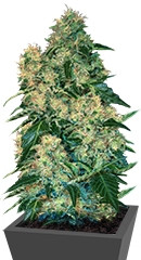 Chingis Khan fem (VIP seeds)