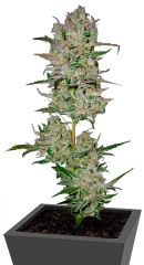 Jack 47 Auto fem (Sweet Seeds)