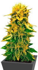 Sugar Black Rose Auto fem (Delicious Seeds)